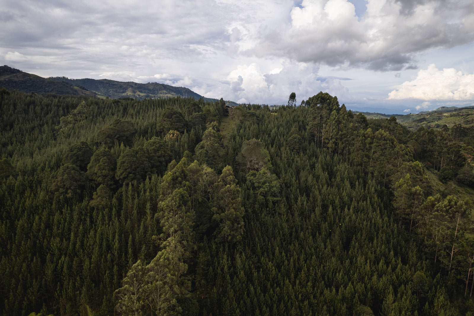 Bosques Plantados